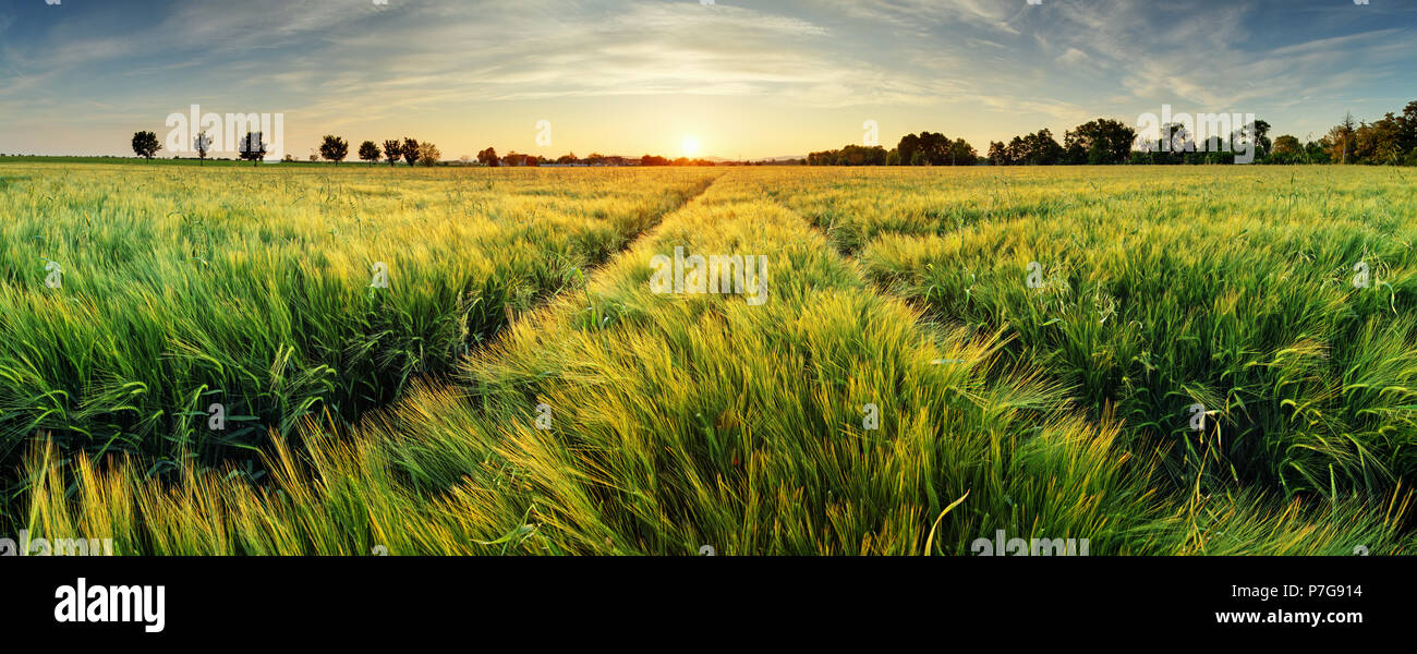 Wheat field tree sunset hi-res stock photography and images - Alamy