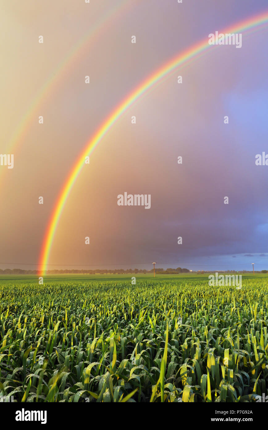 Rainbow over field Stock Photo
