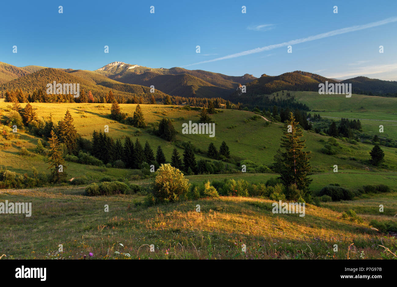 Meadow landscape in summer hi-res stock photography and images - Alamy