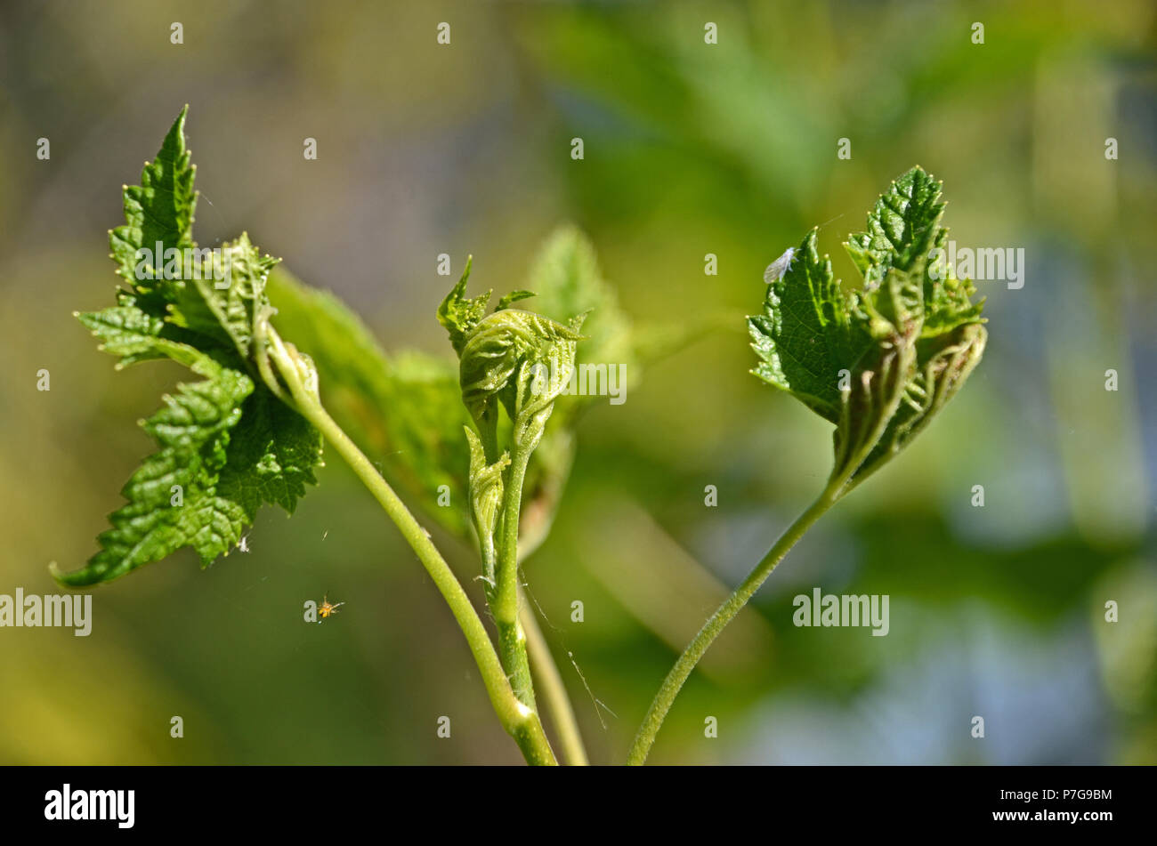 Curled Currant Leaves Hi res Stock Photography And Images Alamy curled-currant-leaves-hi-res-stock-photography-and-images-alamy
