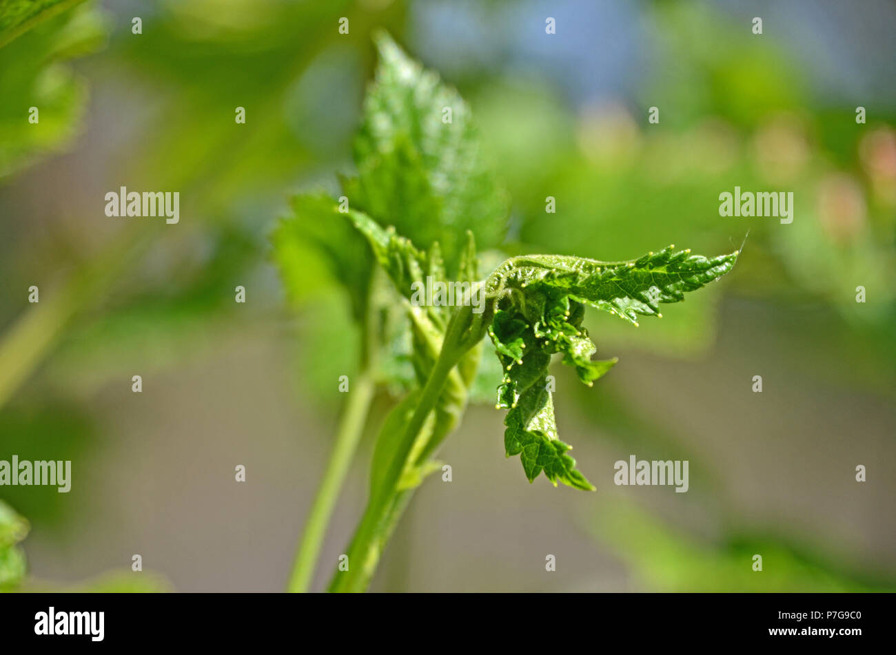 Curled Currant Leaves Hi res Stock Photography And Images Alamy curled-currant-leaves-hi-res-stock-photography-and-images-alamy