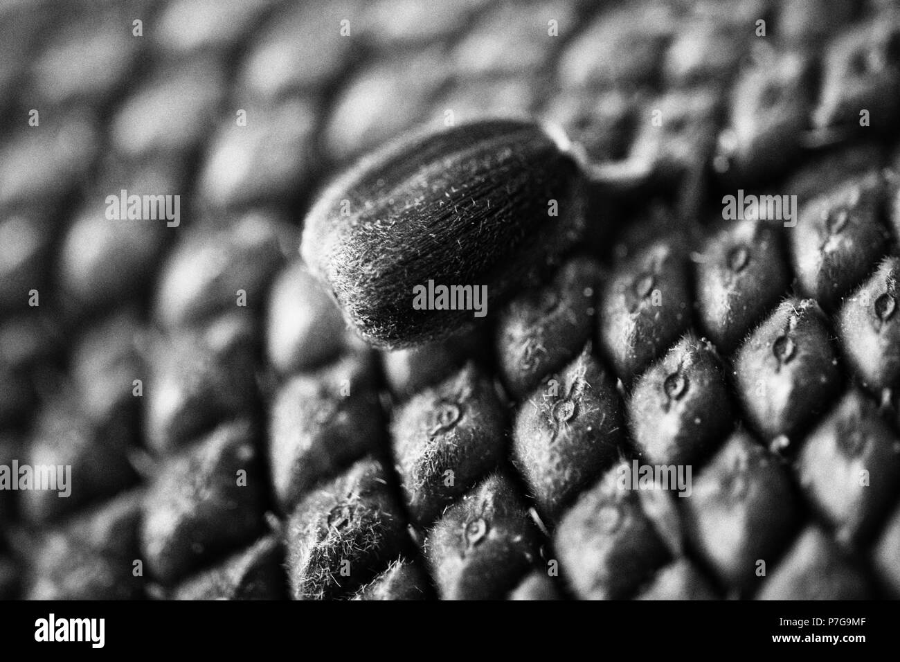 Blackseeds hi-res stock photography and images - Alamy