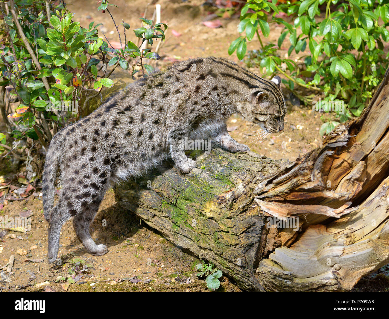 Fishing cat (Prionailurus viverrinus) on tree trunk Stock Photo