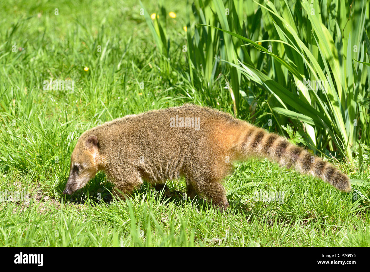 South American Coati, or Ring-tailed Coati (Nasua nasua) seen from profile on grass Stock Photo