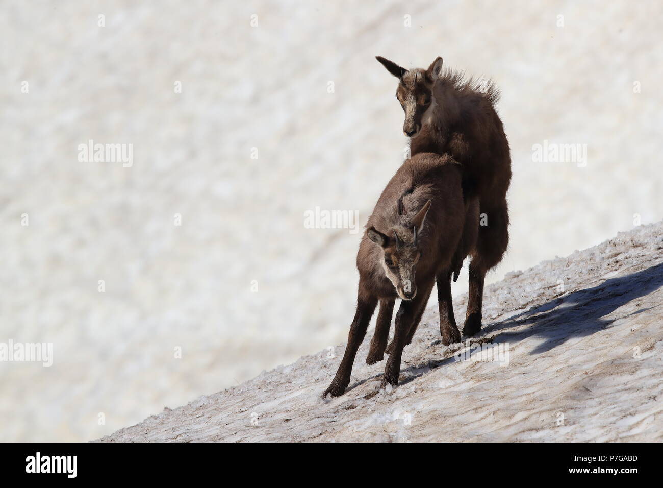 Chamois (Rupicapra rupicapra) Vosges Mountains, France Stock Photo Alamy