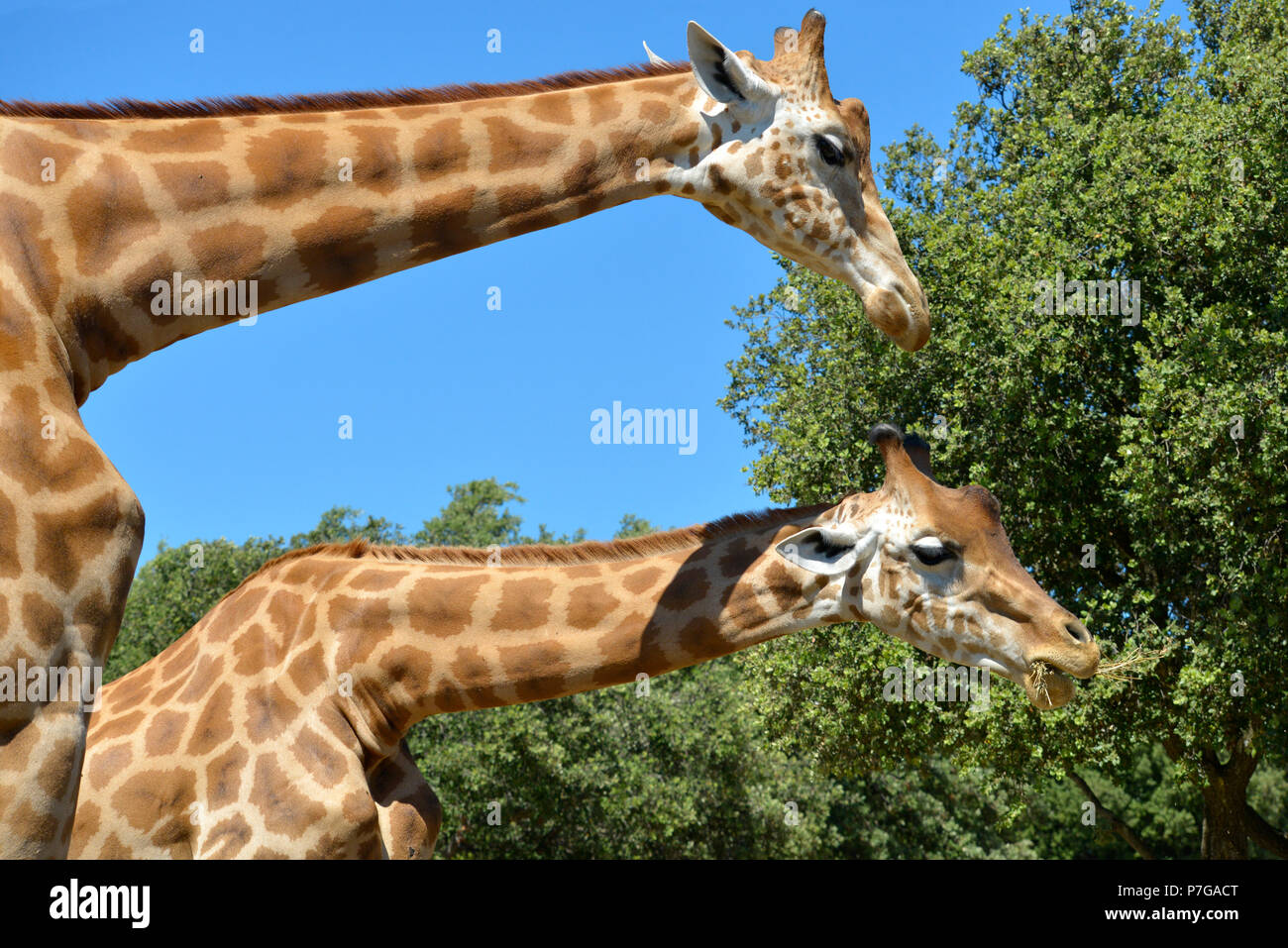 Closeup two giraffes (Giraffa camelopardalis) eating seen from profile Stock Photo