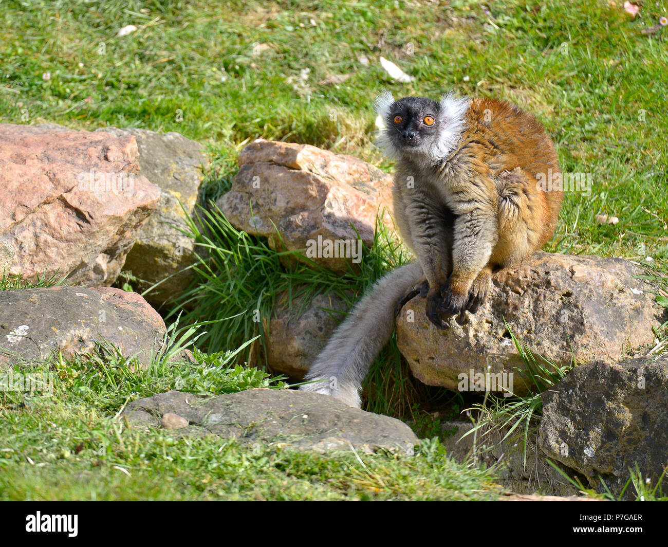 Female black lemur macaco (Eulemur macaco) sitting on rock. The male is black Stock Photo