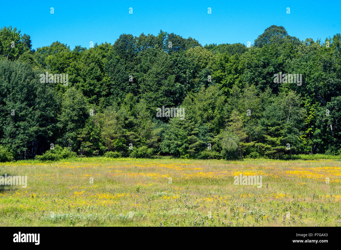 Beautiful forest in summer in Adirondacks Mountains Stock Photo