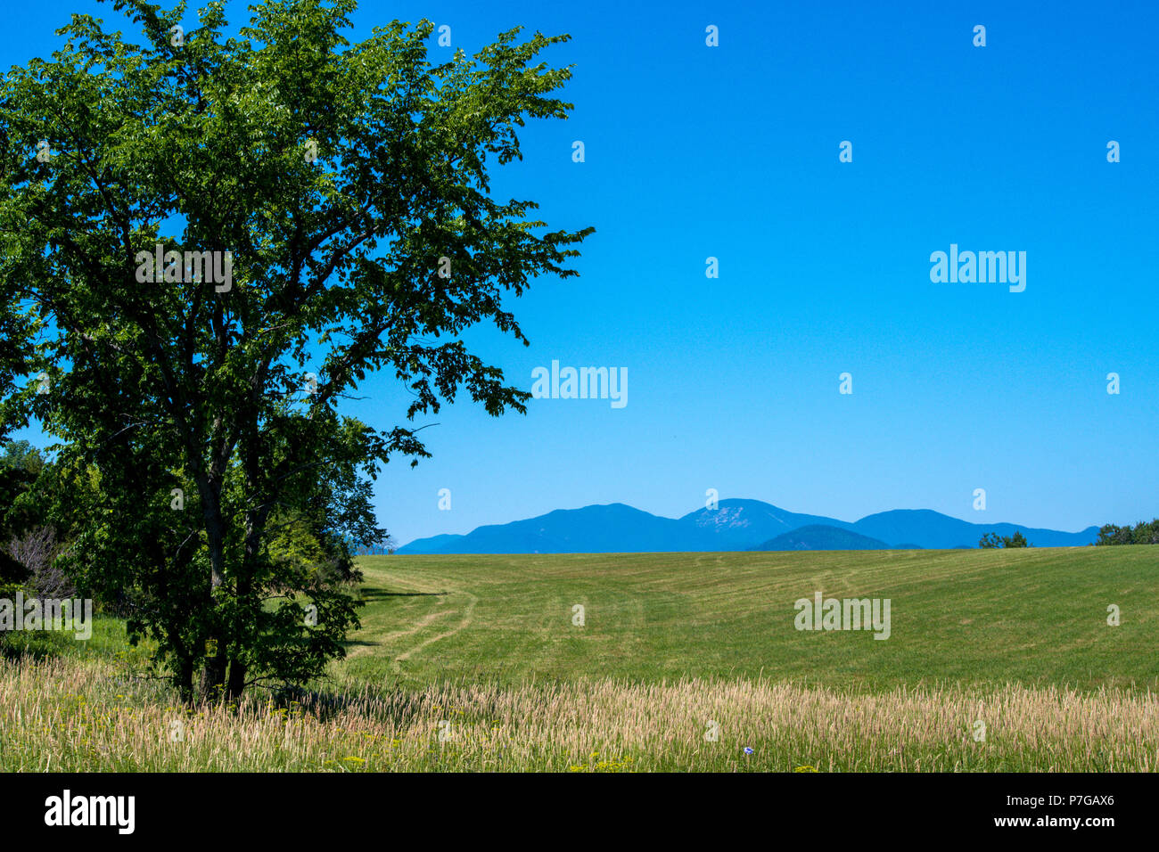 Beautiful tree with Adirondacks mountains in the background Stock Photo