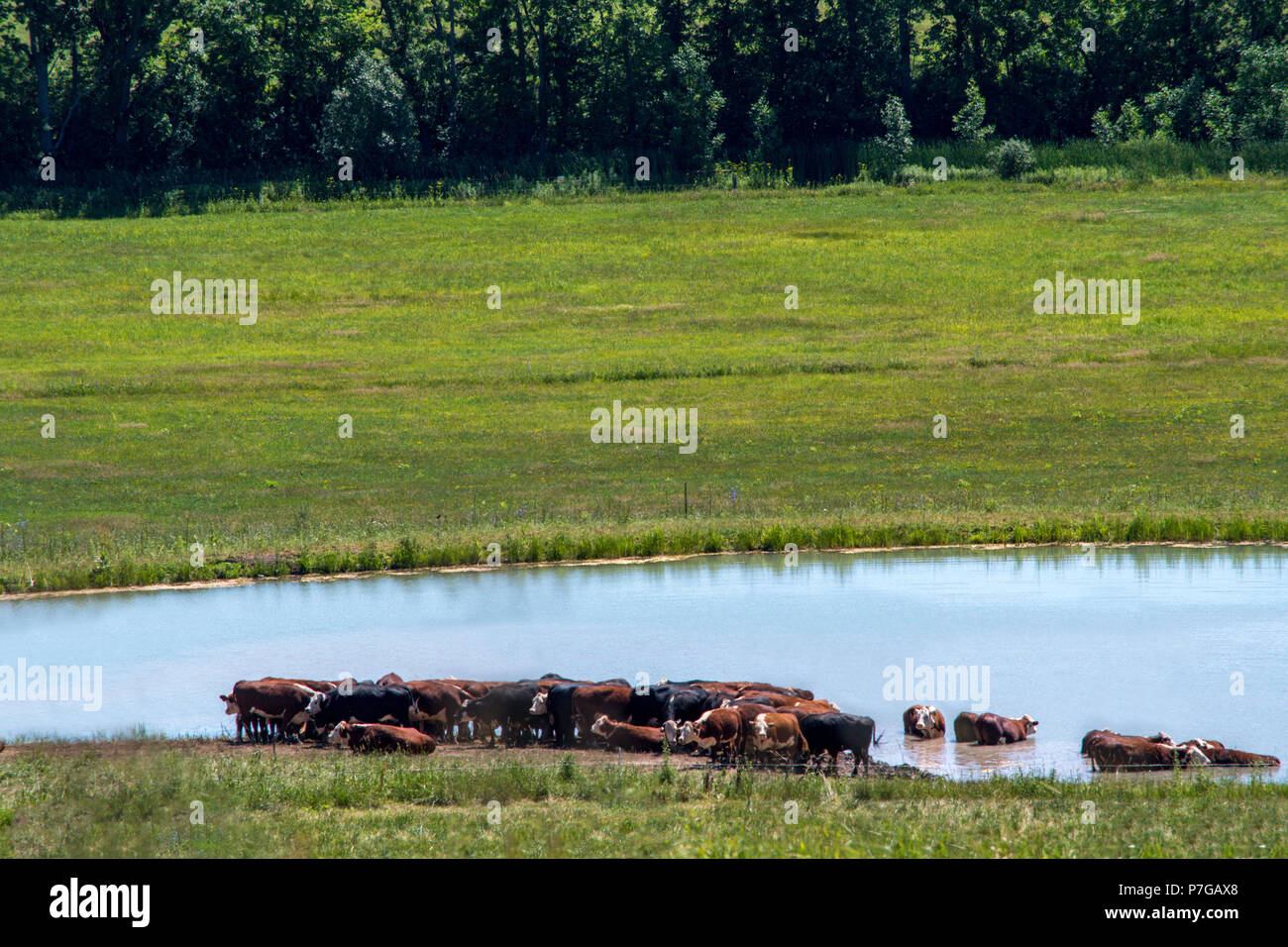 Beef herd is refreshing in a lake Stock Photo
