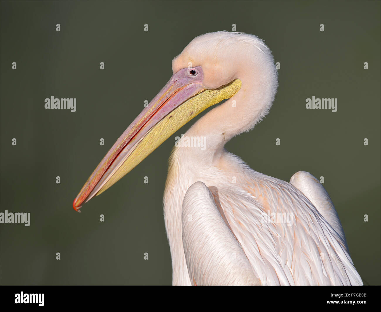Profile portrait of white pelican (Pelecanus onocrotalus) Stock Photo