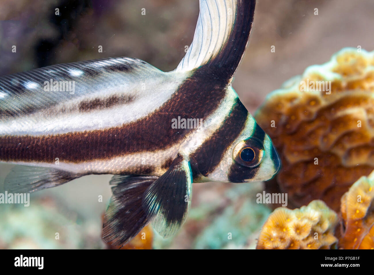 Coral reef in Carbiiean Sea spotted drum or spotted ribbonfish,Equetus punctatus Stock Photo