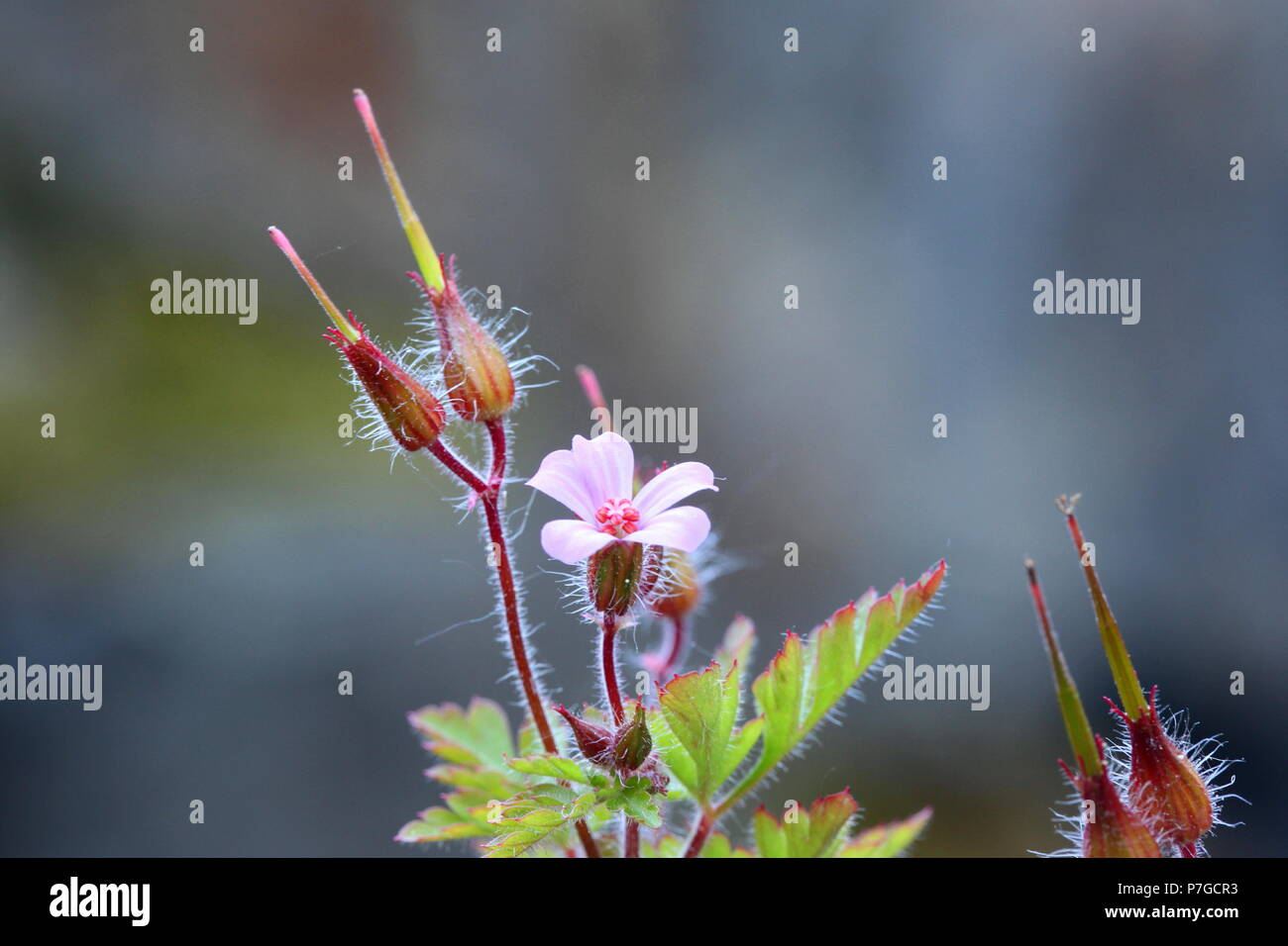Blooming Herb Robert with seeds Stock Photo Alamy
