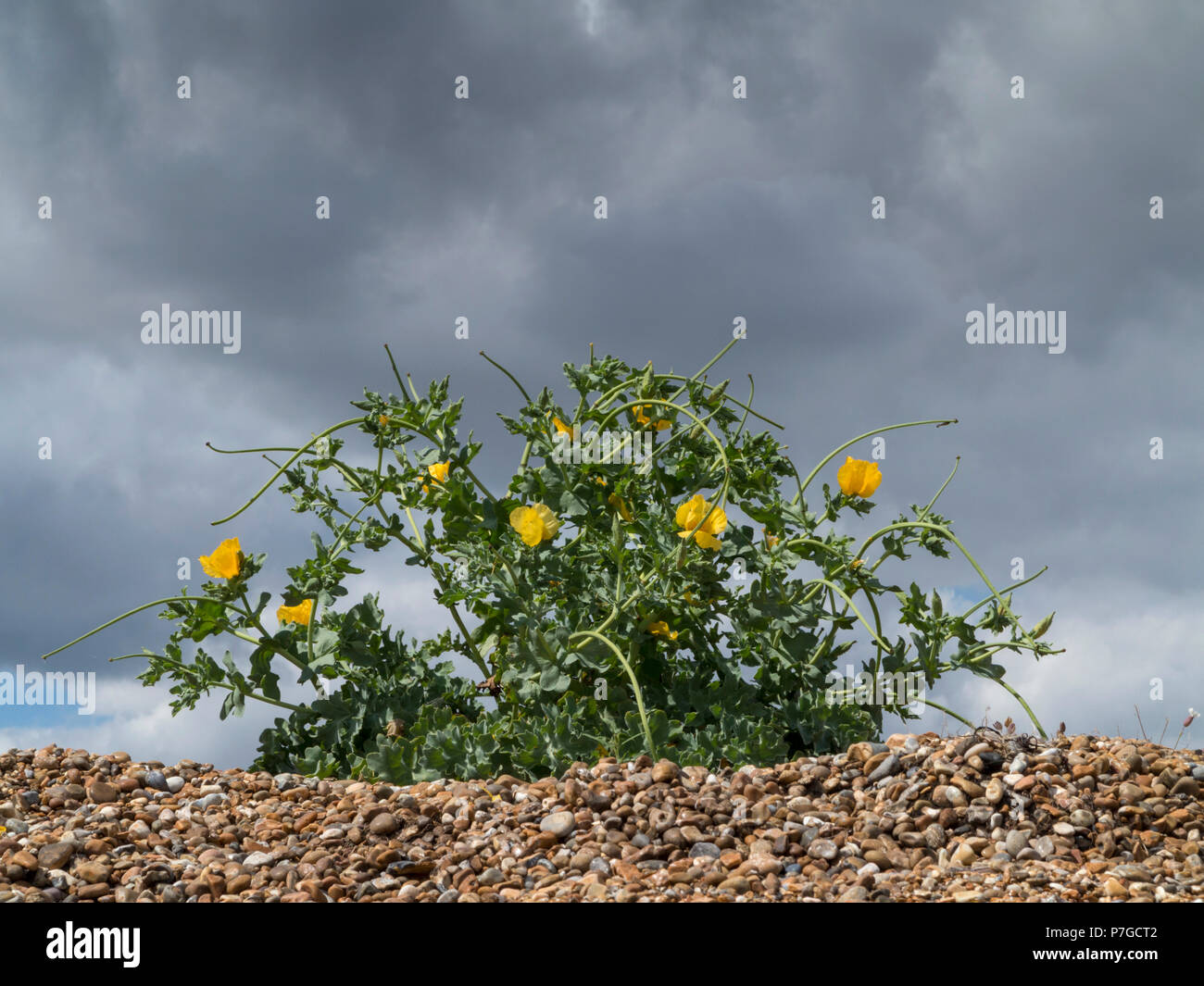 A small clump of yellow hornpoppy, (Glaucium flavum) at the top of a shingle beach against a dark sky Stock Photo