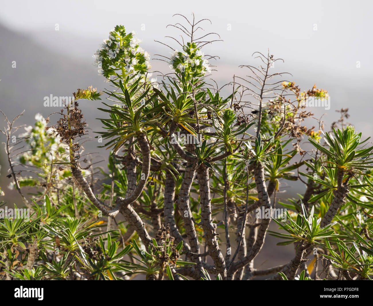 Tenerife, Canary Islands - Chirche, a mirador on the road from Guia de Isora to Teide. Local plants. Euphorbia. Stock Photo