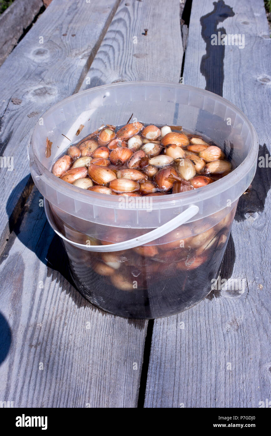Onions for planting lie in water with fertilizers Stock Photo Alamy
