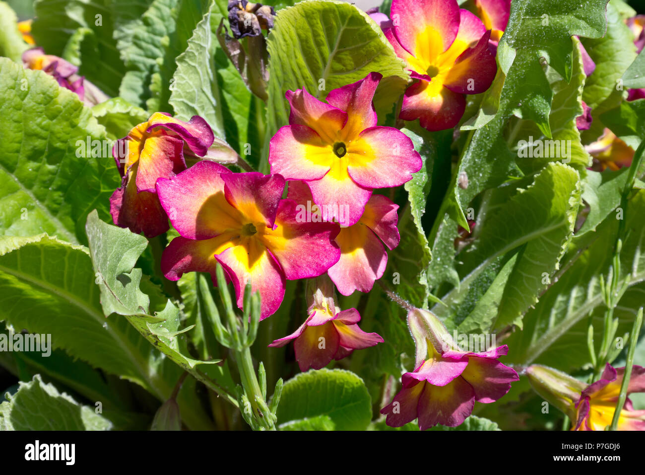 Flowering Primrose plant in a natural habitat Stock Photo