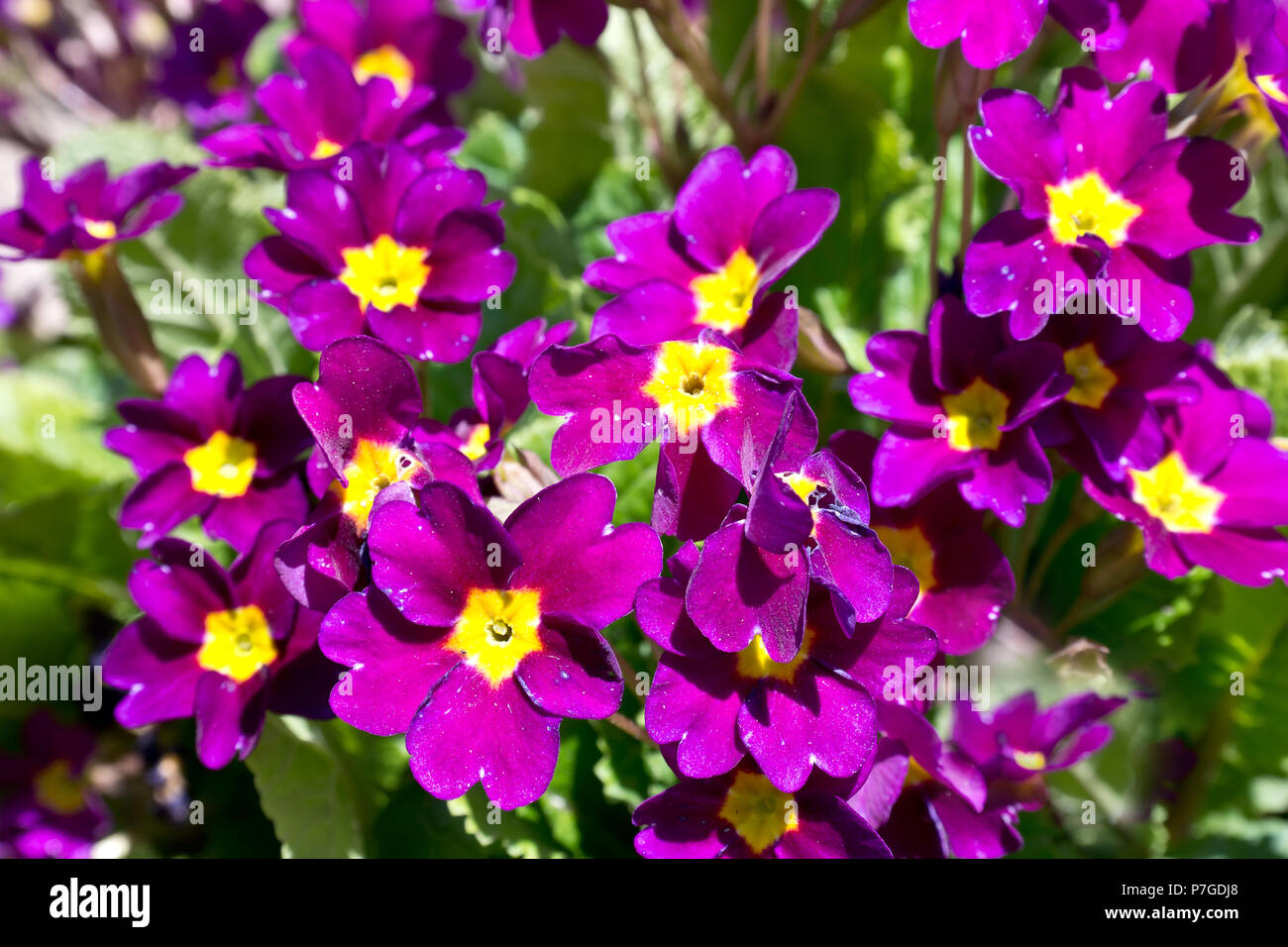 Flowering Primrose plant in a natural habitat Stock Photo