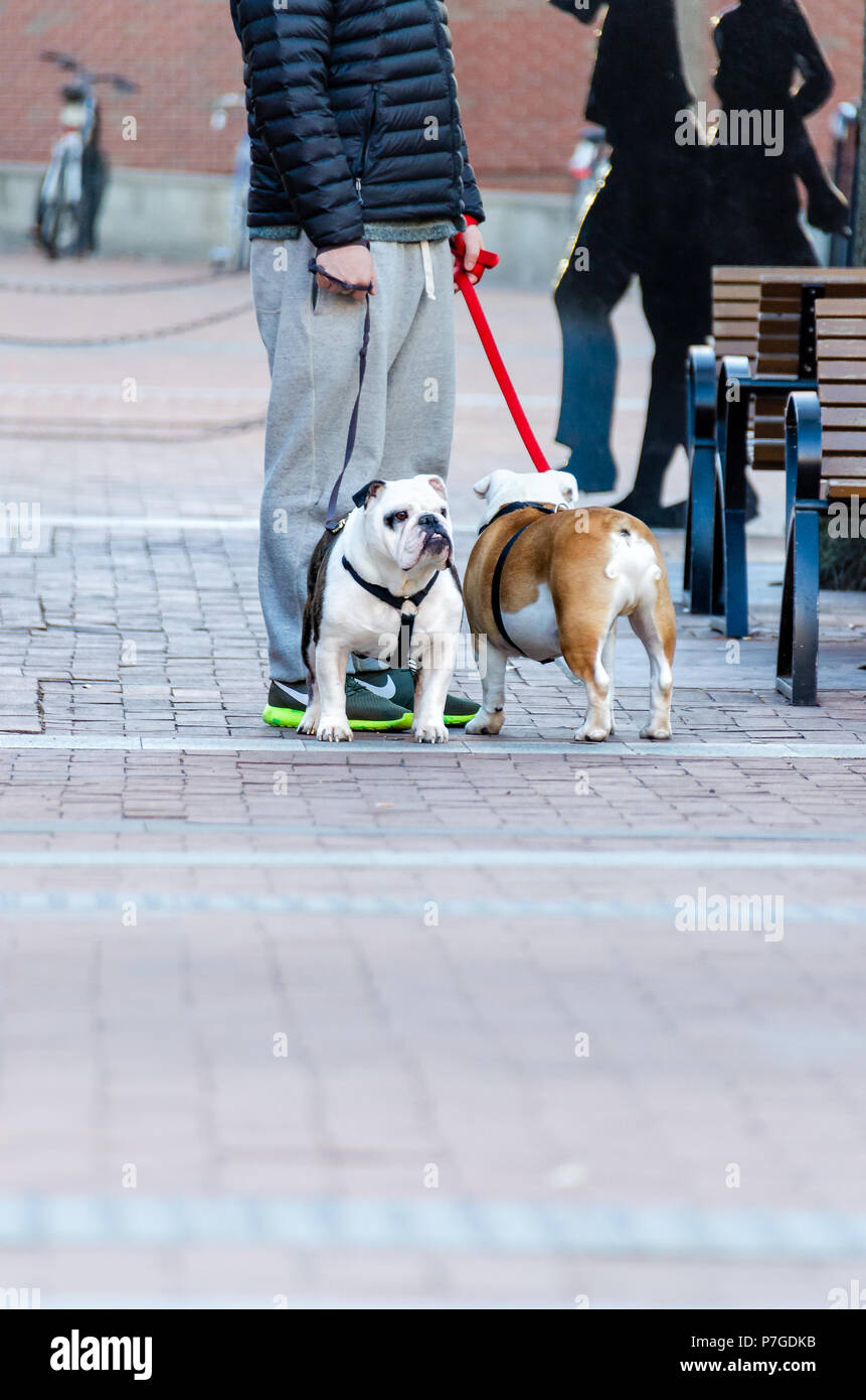 Charlottesville, USA - January 10, 2015: Two bulldogs dogs with owner standing on the street on Main Street mall in downtown, Virginia Stock Photo