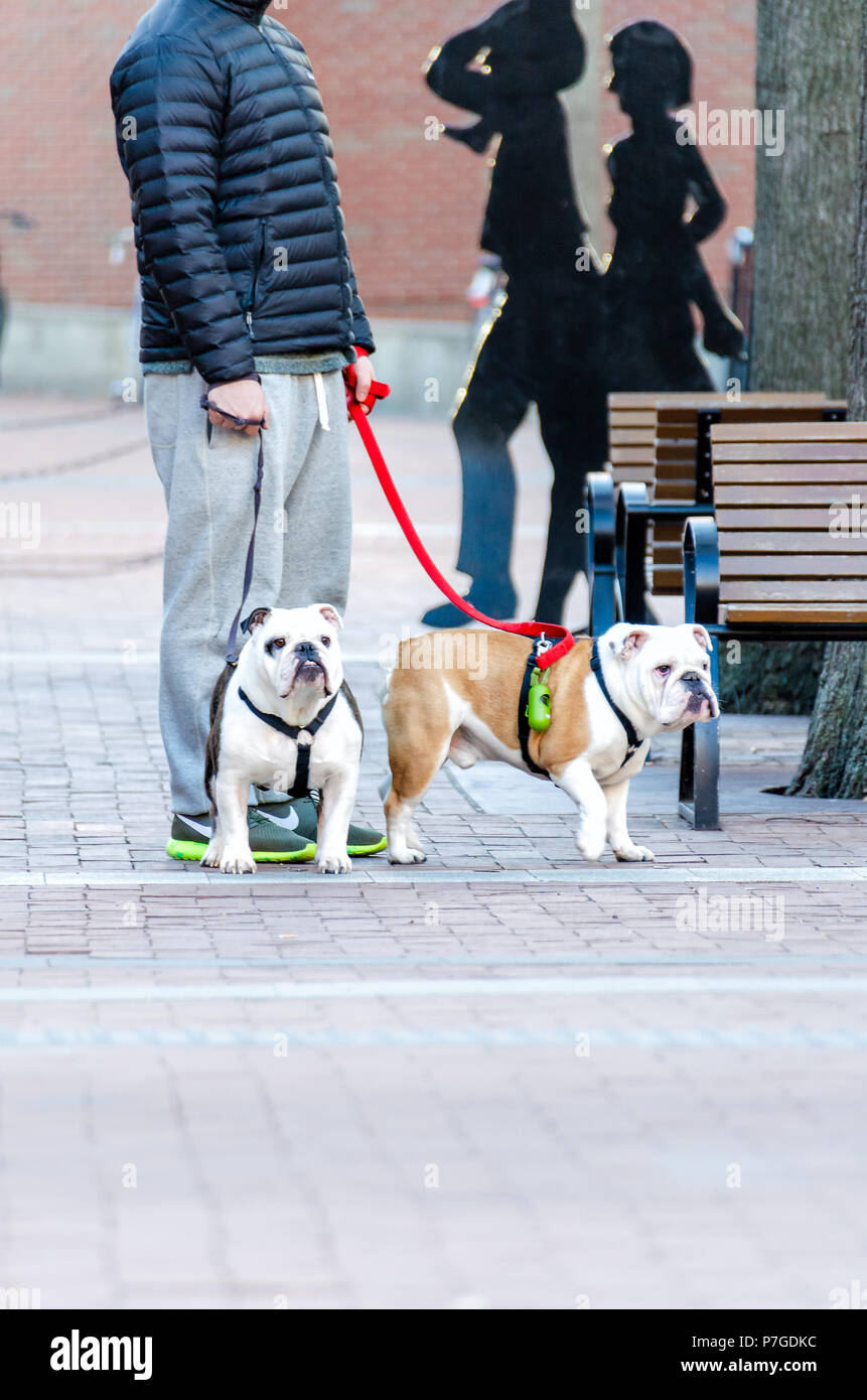 Charlottesville, USA - January 10, 2015: Two bulldogs dogs with owner standing on the street on Main Street mall in downtown, Virginia Stock Photo