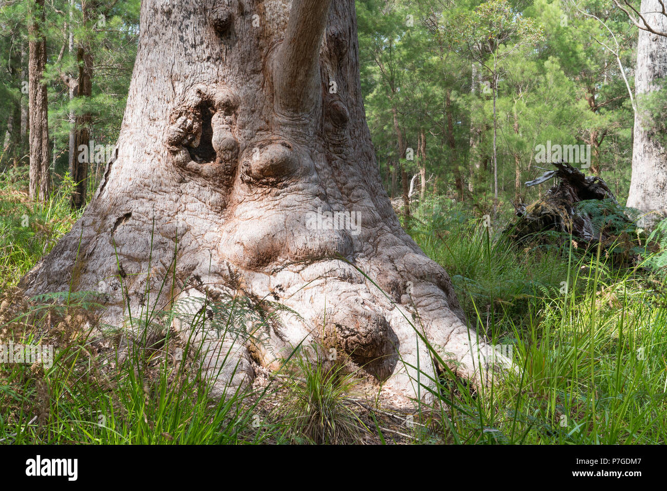 Red Tingle (Eucalyptus jacksonii), photo was taken in the Walpole Nornalup National Park, Western Australia Stock Photo