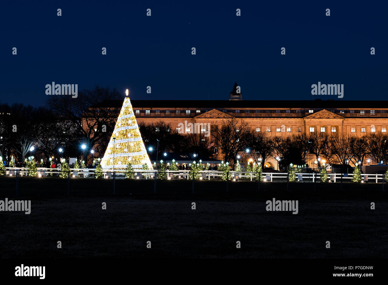 National Mall Christmas tree during sunset illuminated with people near