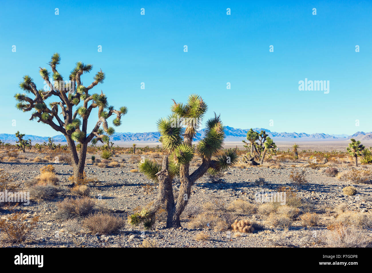 Joshua Tree and forest  in the Mojave National Preserve,  southeastern California, United States Stock Photo