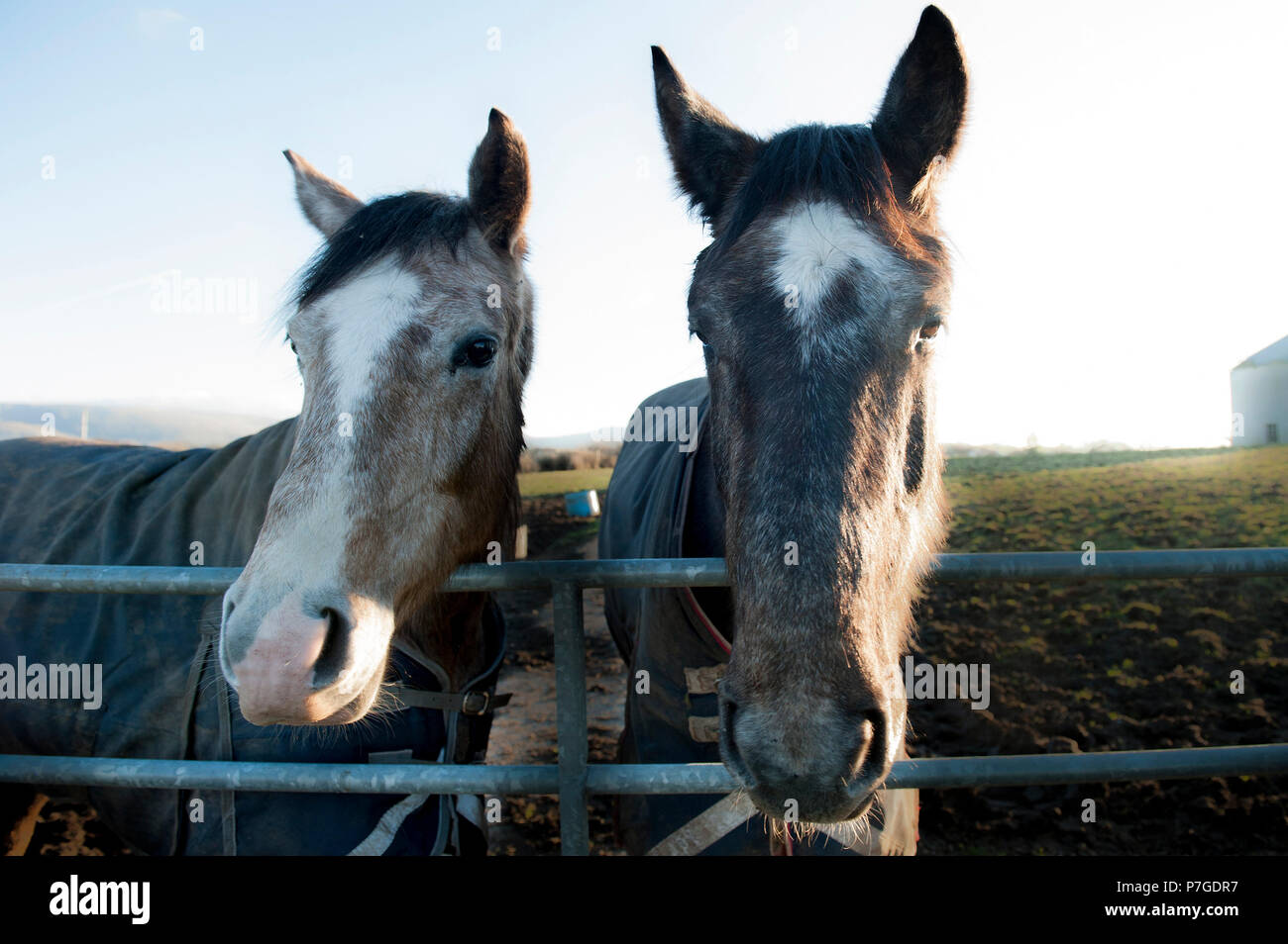 Portrait two horses one black one brown hires stock photography and images Alamy