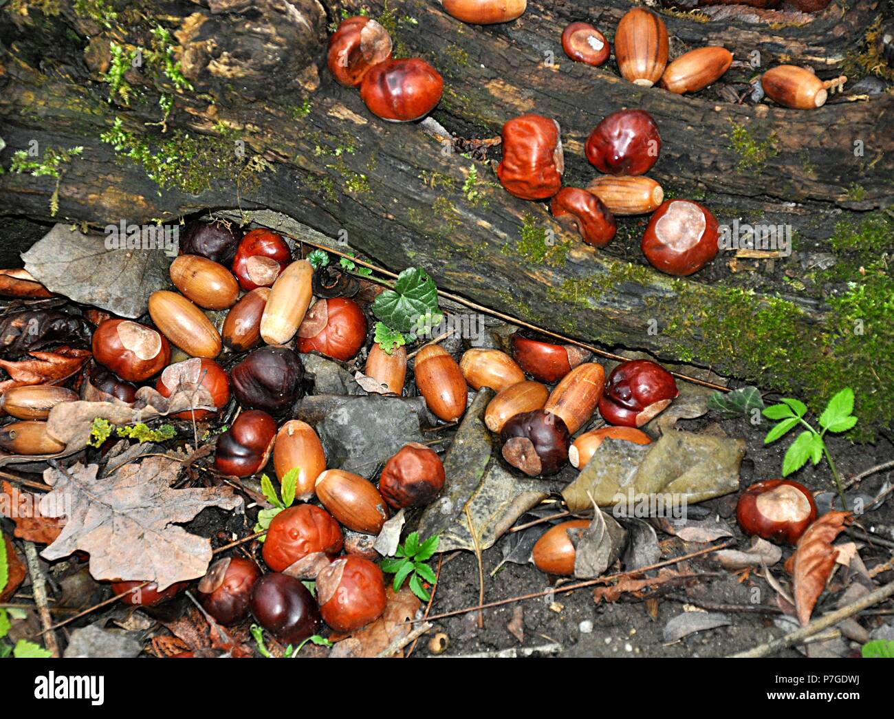 chestnuts and acorns Stock Photo Alamy