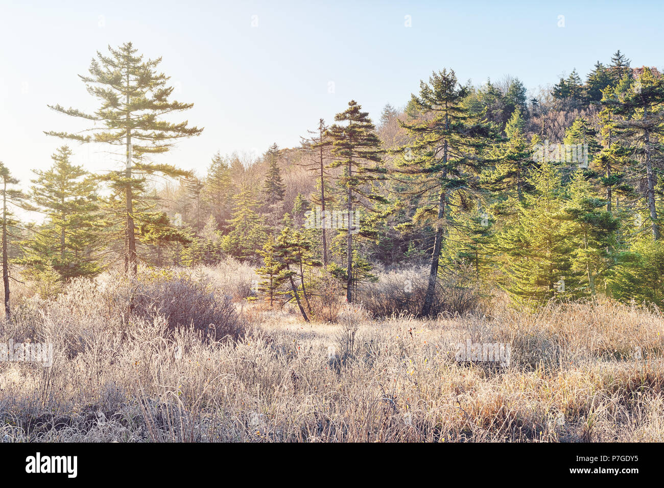 Frost winter landscape with pine trees and morning sun sunlight in West Virginia Cranberry Wilderness and ice covered plants Stock Photo