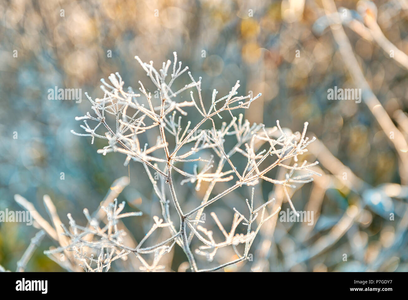 Macro closeup of frost ice crystals on dry weed umbrella plant in morning sunrise during winter, autumn Stock Photo