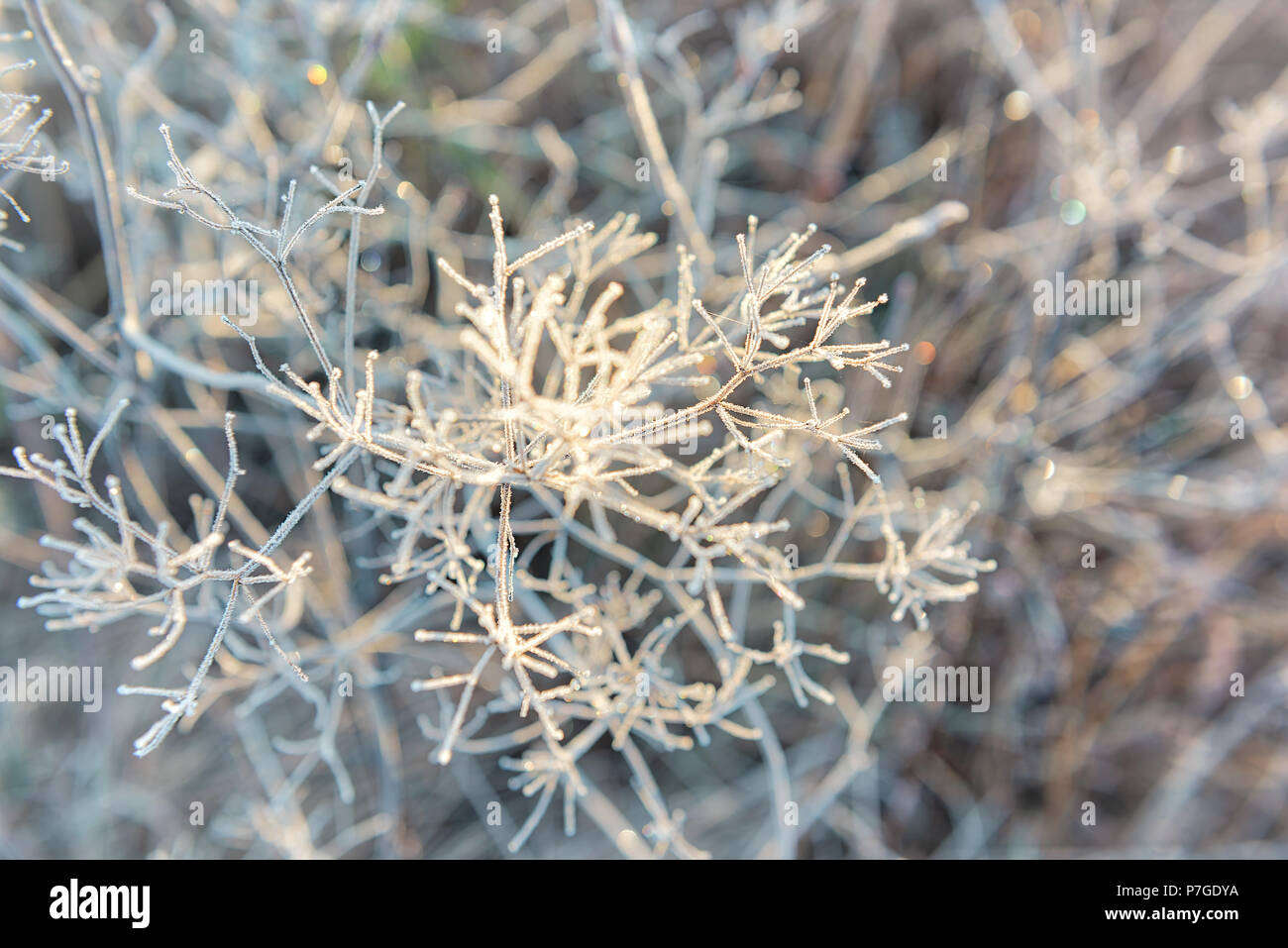 Macro closeup of frost ice crystals on dry umbrella plant in morning sunrise during winter, autumn Stock Photo