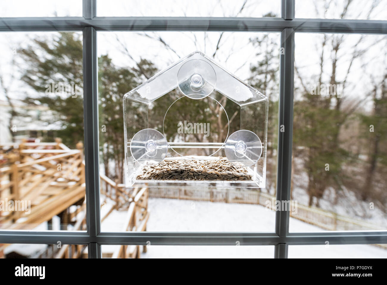 Closeup of sunflower seeds in glass plastic bird feeder with window suction cups during winter snow in Virginia Stock Photo