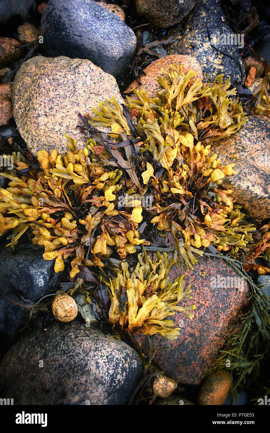 Unique arrangement of rocks and plant life along a shoreline near Acadia National Park in Maine at low tide. Stock Photo