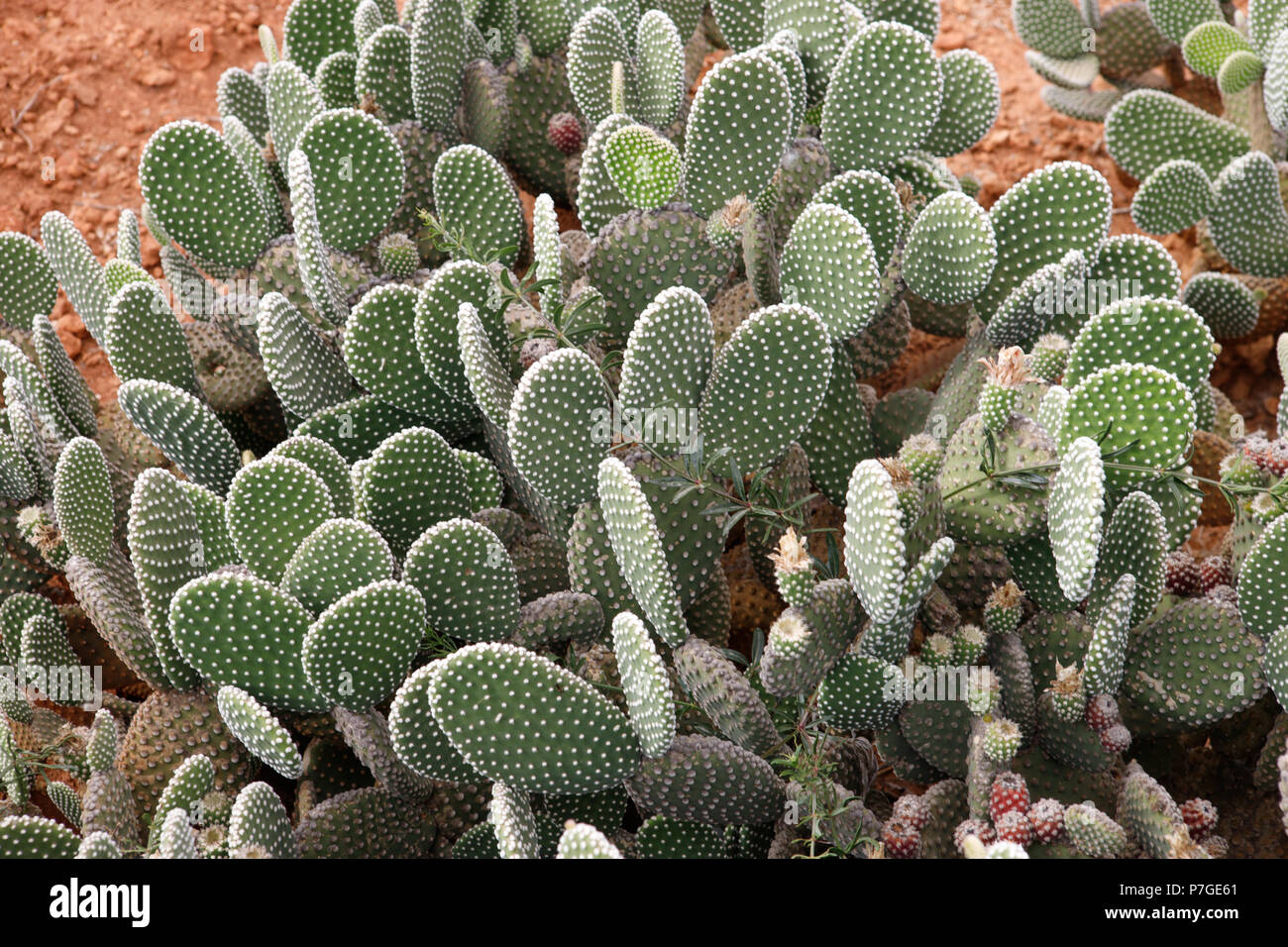 Cactus plant, Botanicactus garden, Mallorca, Spain. Opunta microdasys  albispina, origen Mexico Stock Photo - Alamy