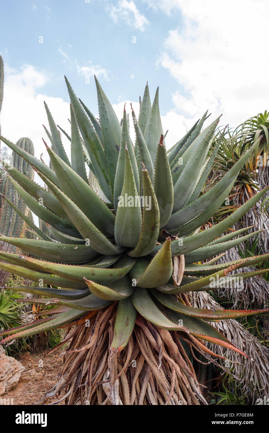 aloe vera direktsaft wirkung Reiner Bio Aloe Vera Saft main image 0