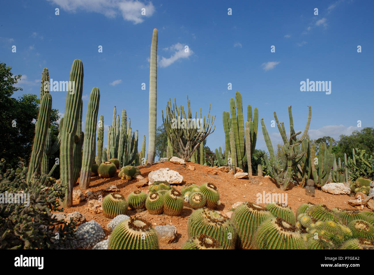 Trichocereus Pasacana cactus, origen Mexico, in Botanicactus garden,  Mallorca, Spain Stock Photo - Alamy