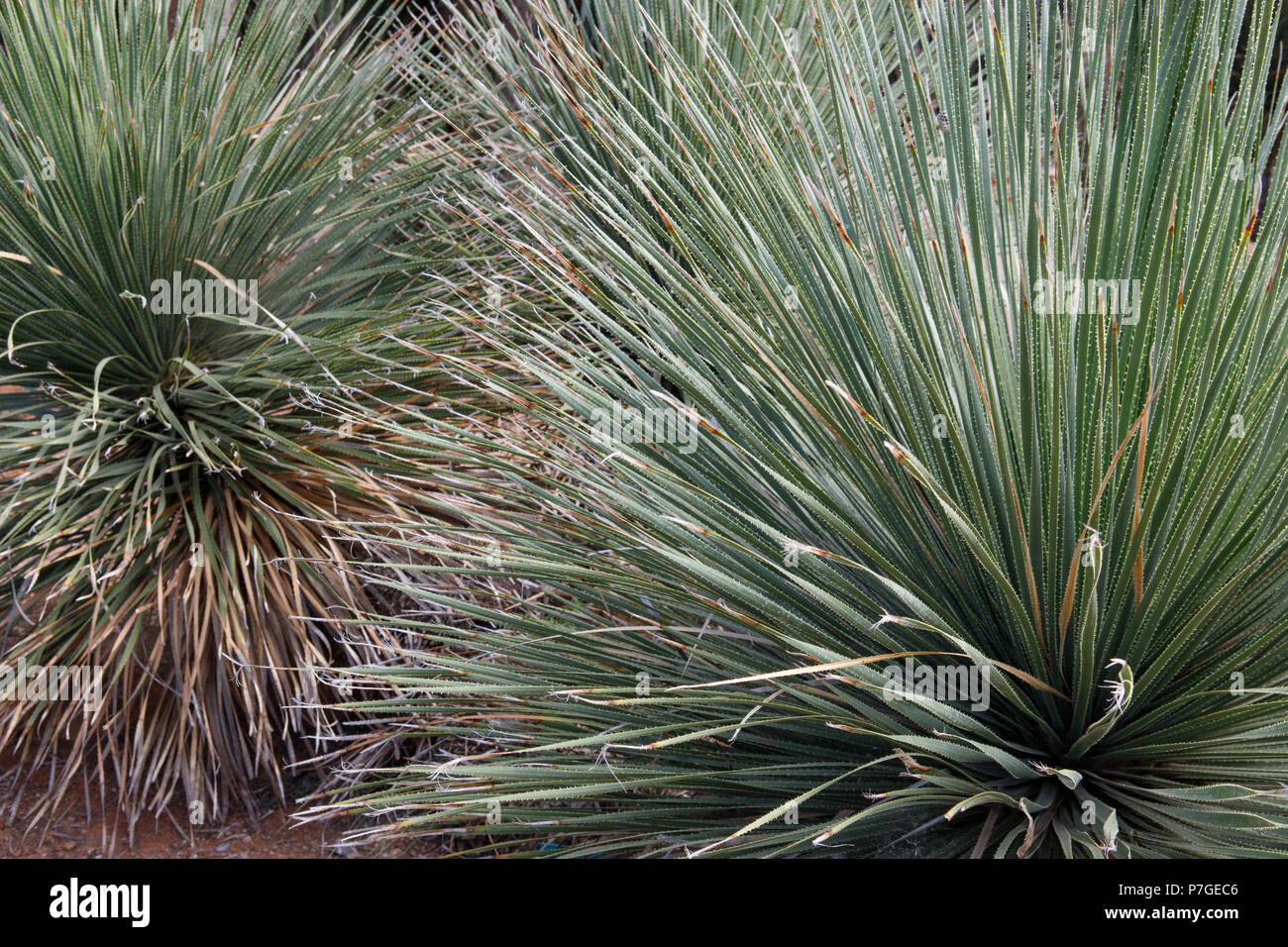 Plant Dasylirion Serratifolium, origen Mexico,  in Botanicactus garden, Mallorca, Spain. Stock Photo
