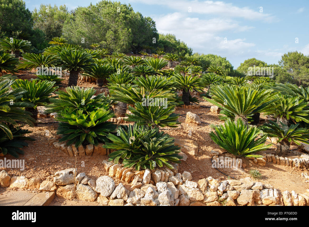 Cycas plants in Botanicactus garden, Mallorca, Spain. Stock Photo