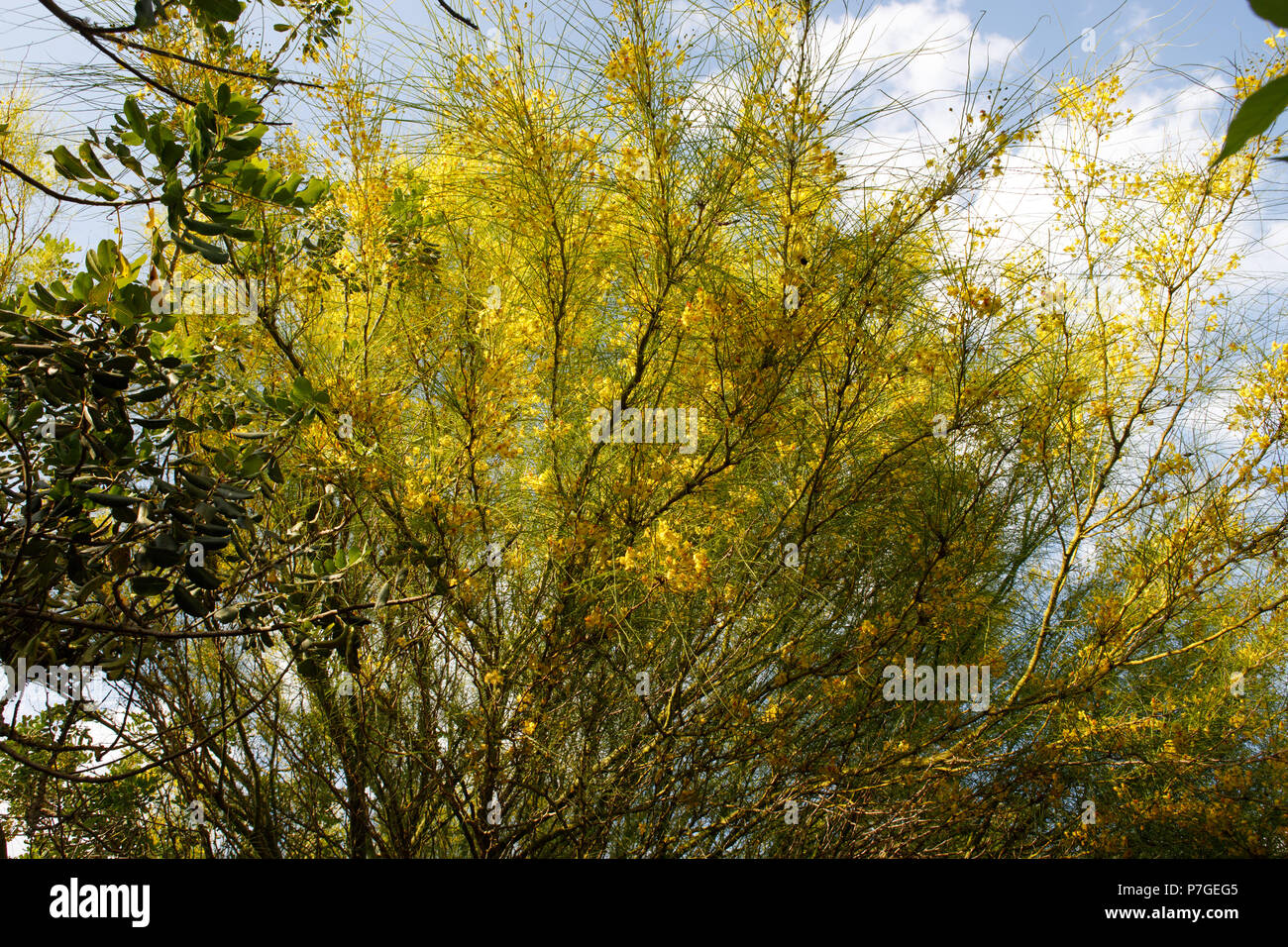 Tree Parkinsonia flowering,  in Botanicactus , Mallorca, Spain Stock Photo