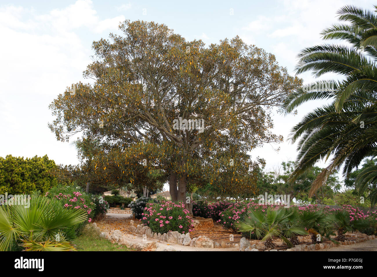 Ficus Robusta tree, origen Florida,  in Botanicactus , Mallorca, Spain Stock Photo