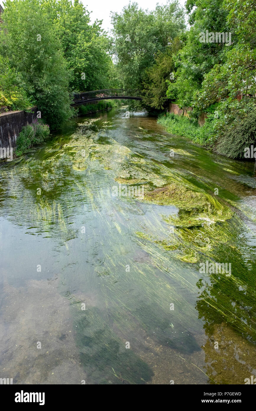 View along the River Avon in Salisbury Wiltshire UK Stock Photo