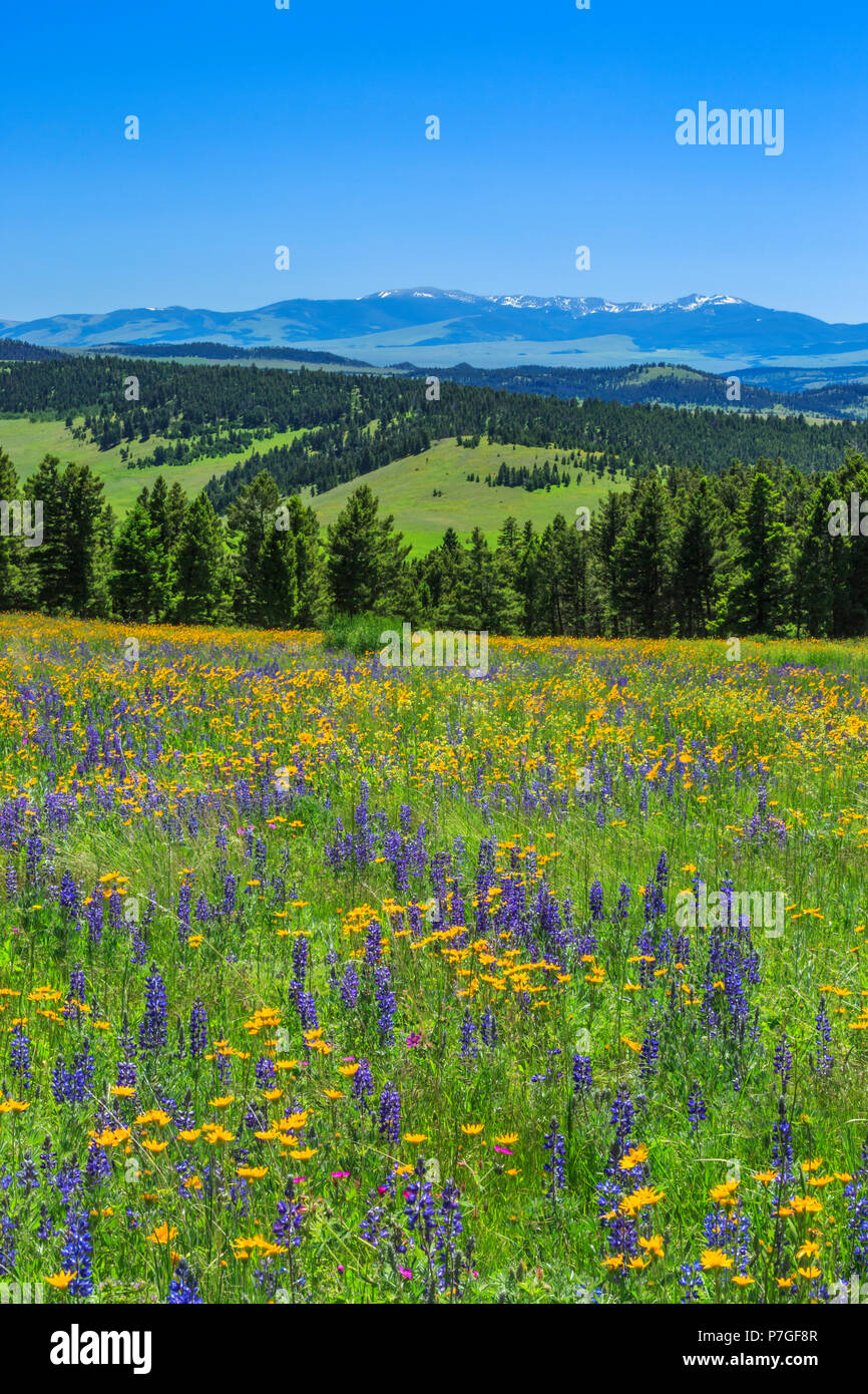 wildflowers in meadow of the upper smith river basin near white sulphur springs, montana Stock Photo