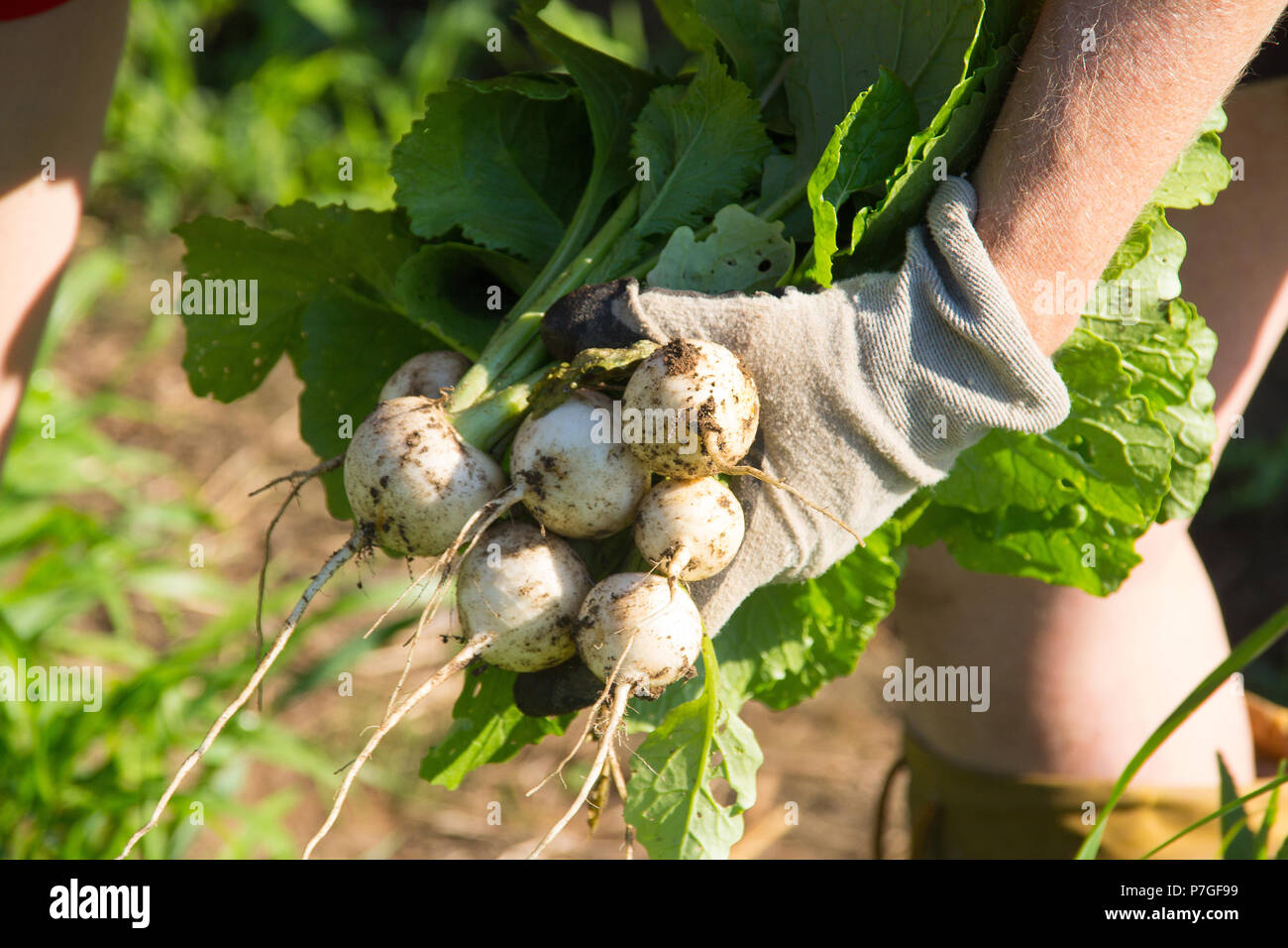 harvesting fresh white  japanese turnip vegetable Stock Photo