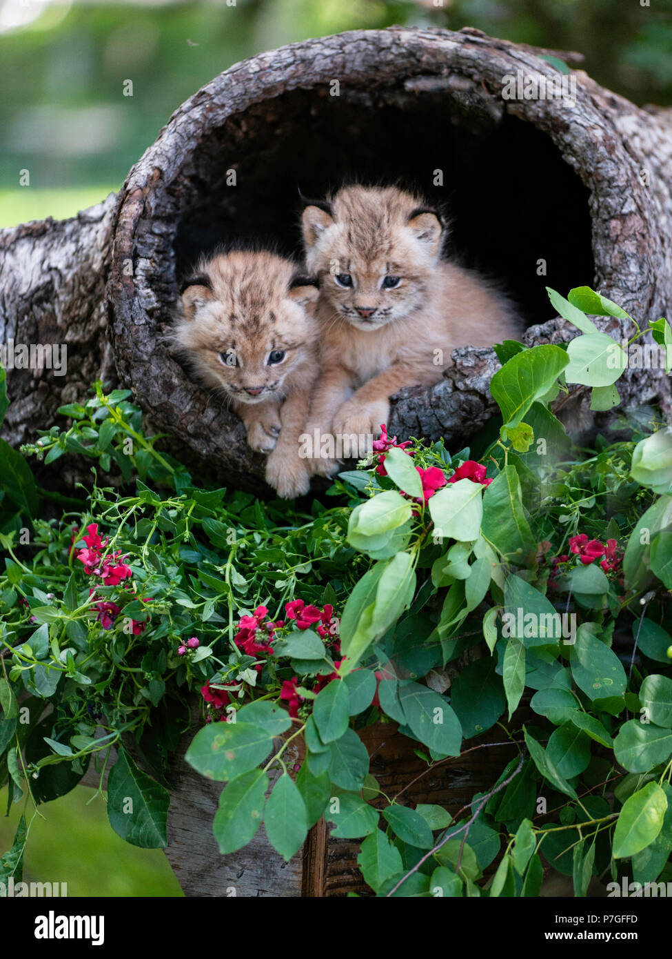 Two baby Canadian lynx kittens check out their surroundings from the safety  of a hollowed-out log Stock Photo - Alamy