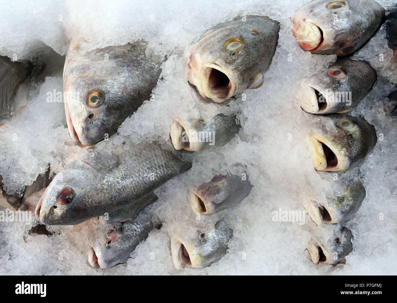 Perch fish on ice at fish market Stock Photo