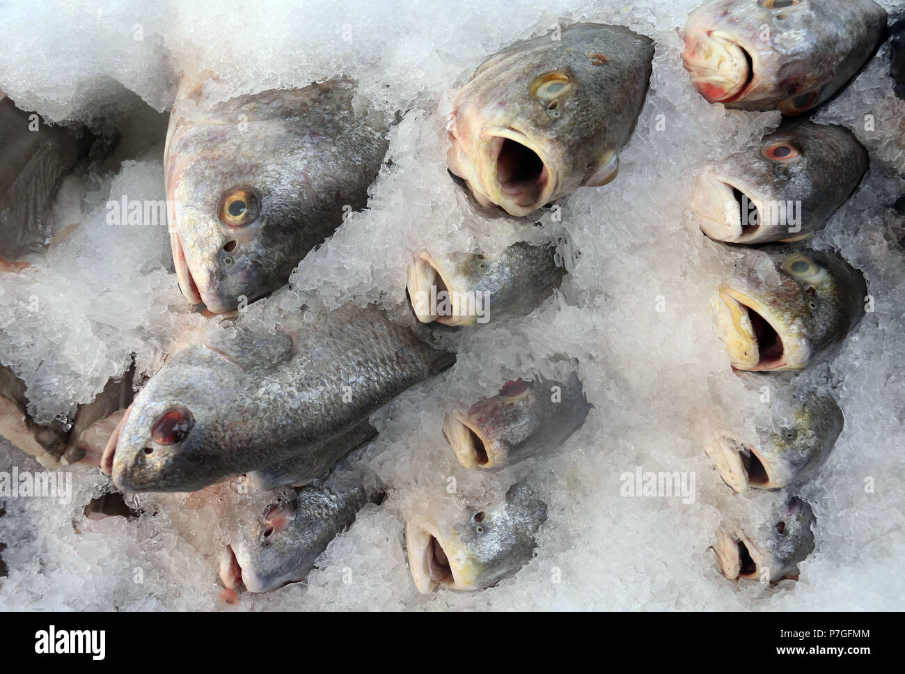 Perch fish on ice at fish market Stock Photo