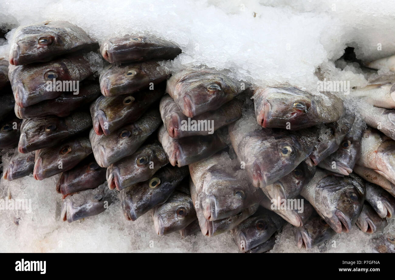 Wild porgies at fish market Stock Photo