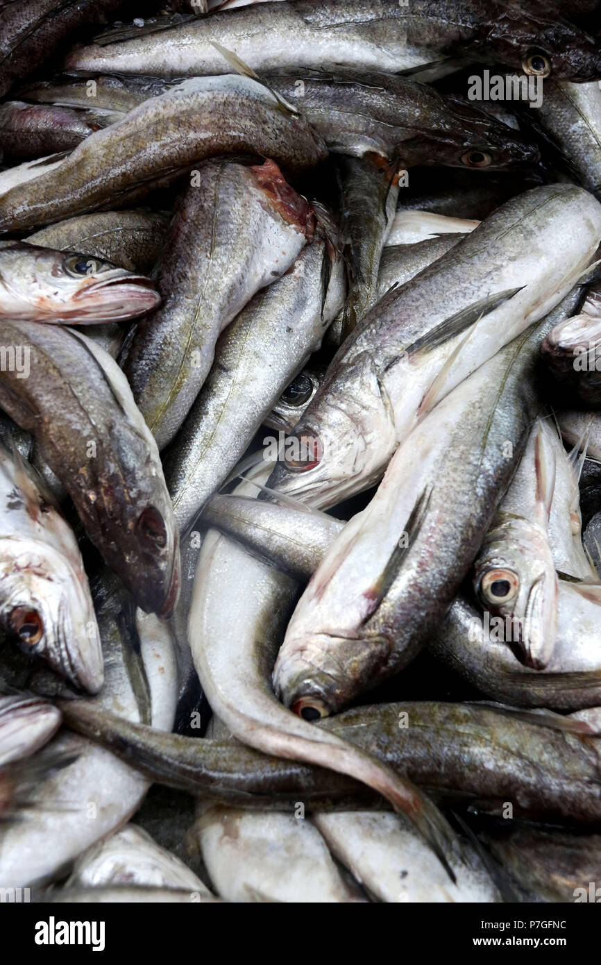 Whiting fish hires stock photography and images Alamy