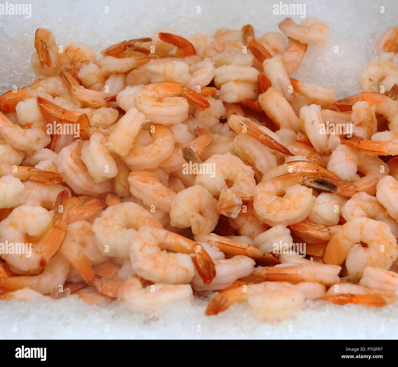 Cooked farmed shrimp on ice Stock Photo